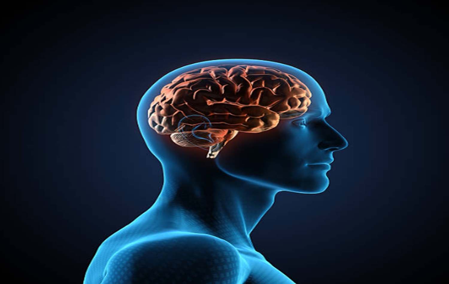 healthy brain