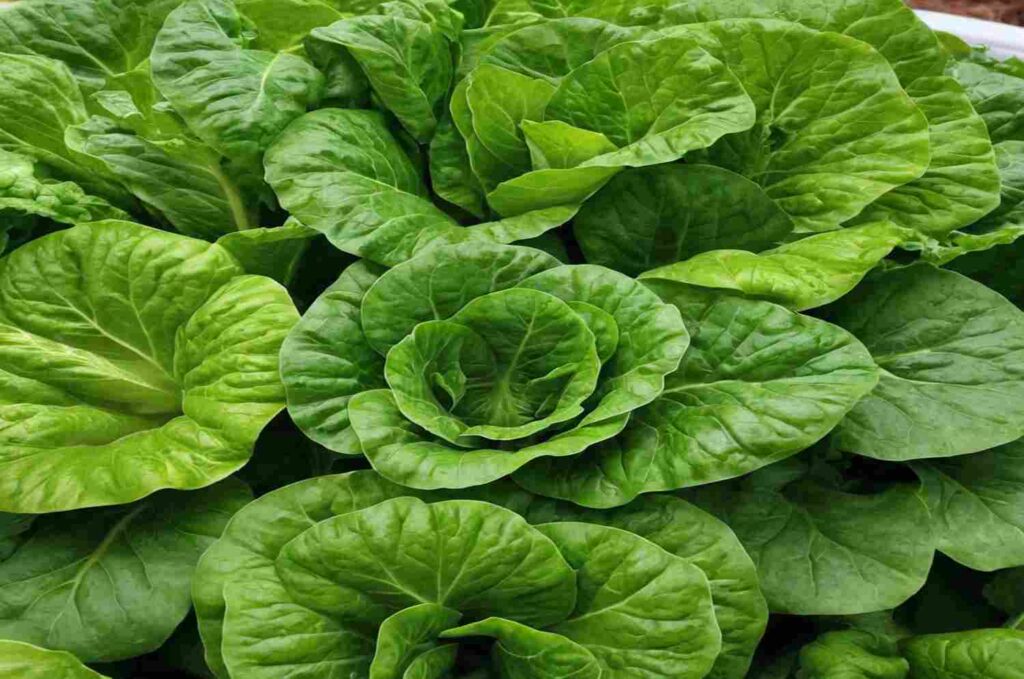 green vegetable