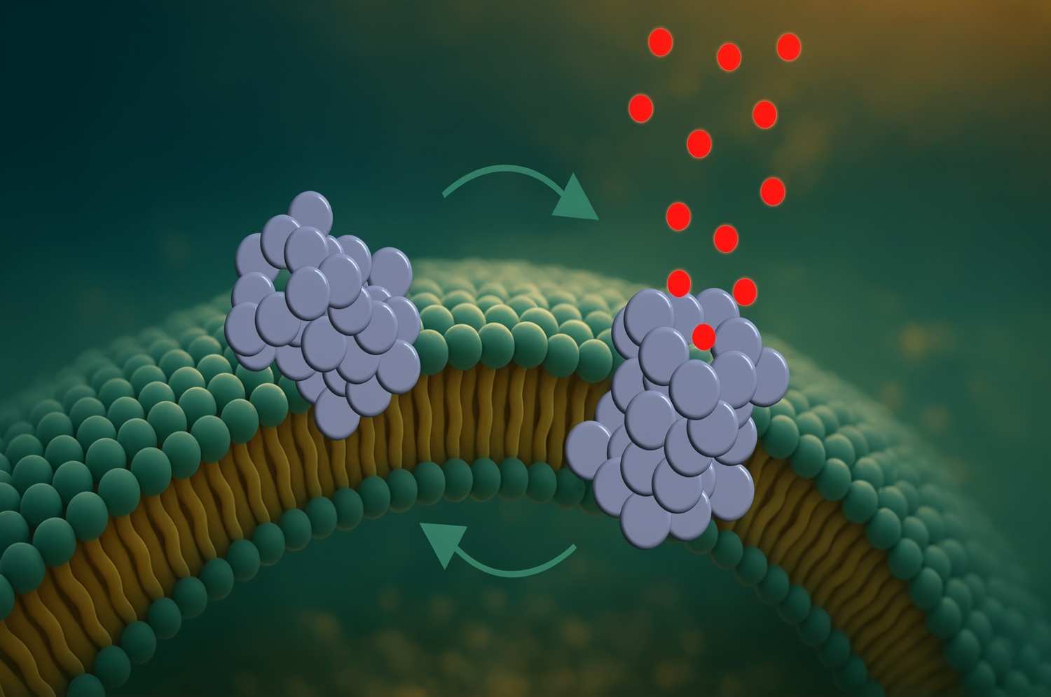 Scientists watch Parkinson’s protein drill holes in brain cells